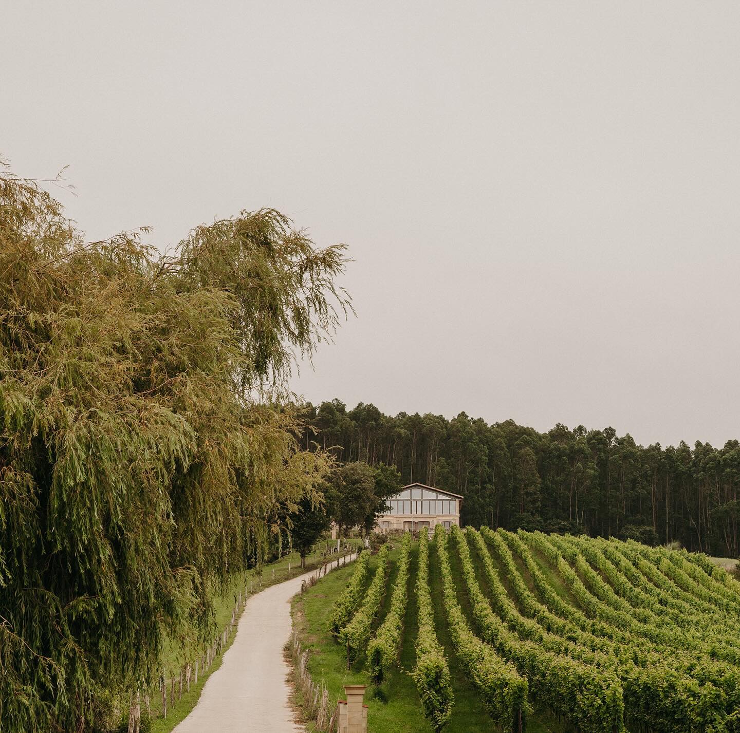 Hileras del viñedo hacia la bodega